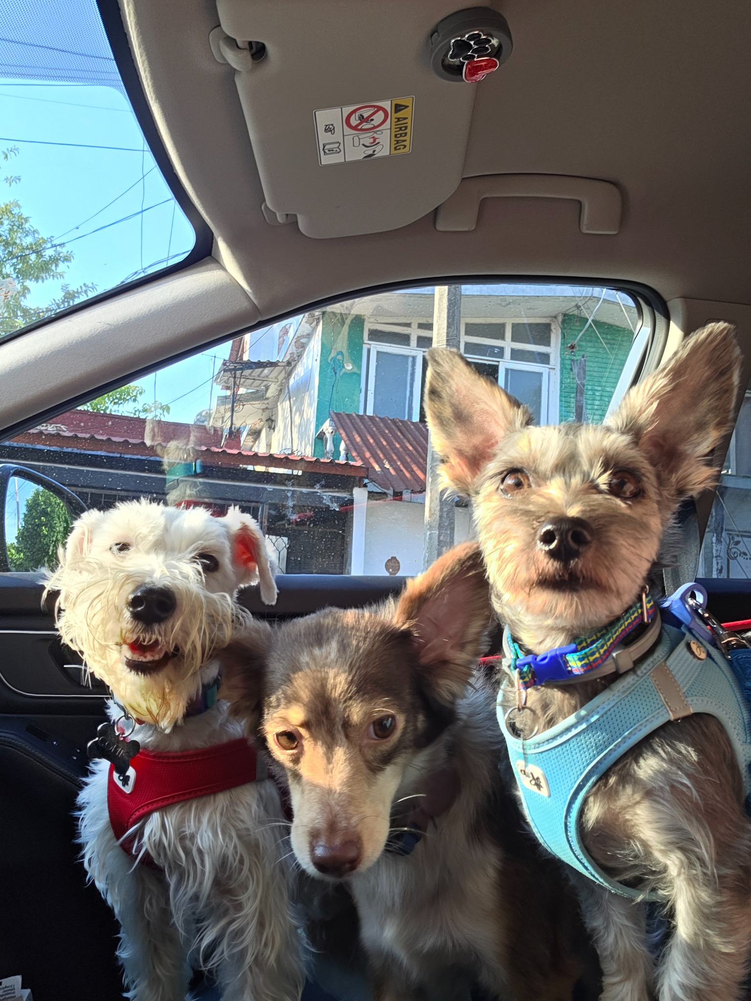 Tres perrhijos de la manada Guau To Go en el auto